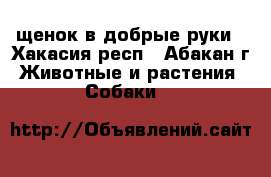 щенок в добрые руки - Хакасия респ., Абакан г. Животные и растения » Собаки   